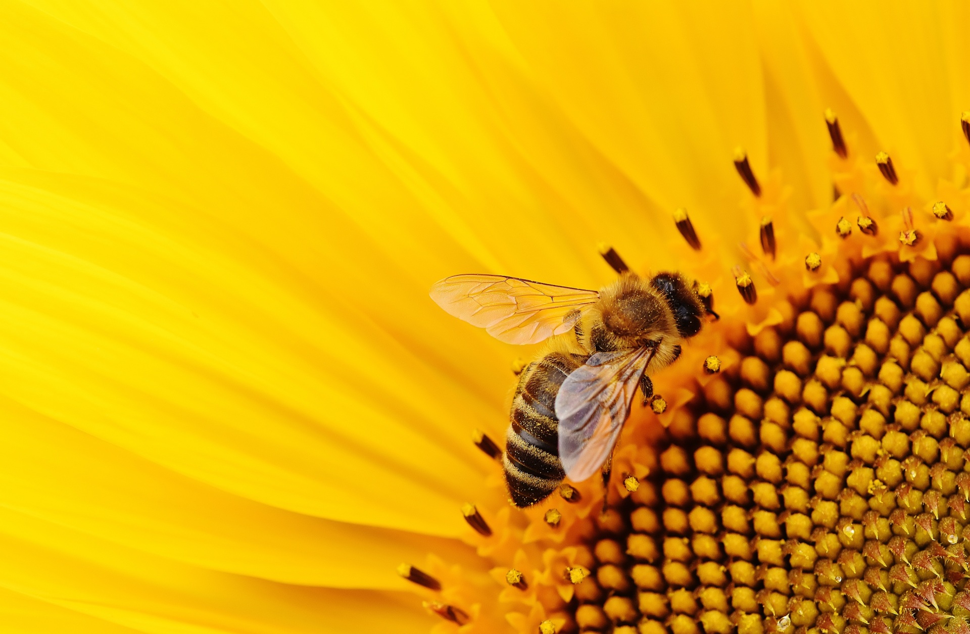 World Bee Day